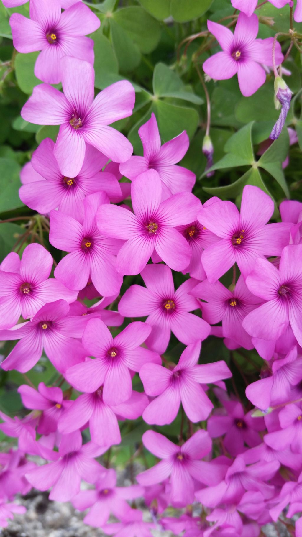 Oxalis articulata (Oxalidaceae)